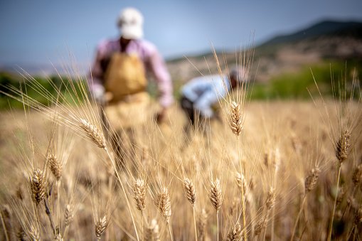 Colheita de trigo: grandes safras de grãos podem ajudar a controlar inflação dos alimentos (Getty Images/Getty Images)
