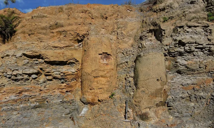 Floresta fossilizada: achado está no Paraná e foi descoberto por pesquisadora brasileira (Thammy Motin/Arquivo pessoal/Divulgação)