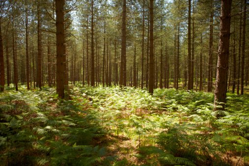 Plantação de pinus: Klabin conquista reconhecimento por controle biológico de pragas no campo (Getty Images/Getty Images)