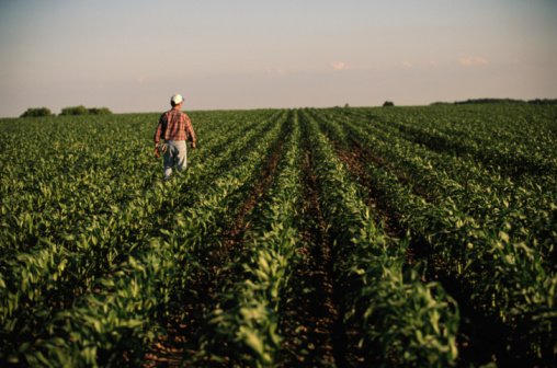 Agricultores americanos aceleram o plantio de grãos e preços caem