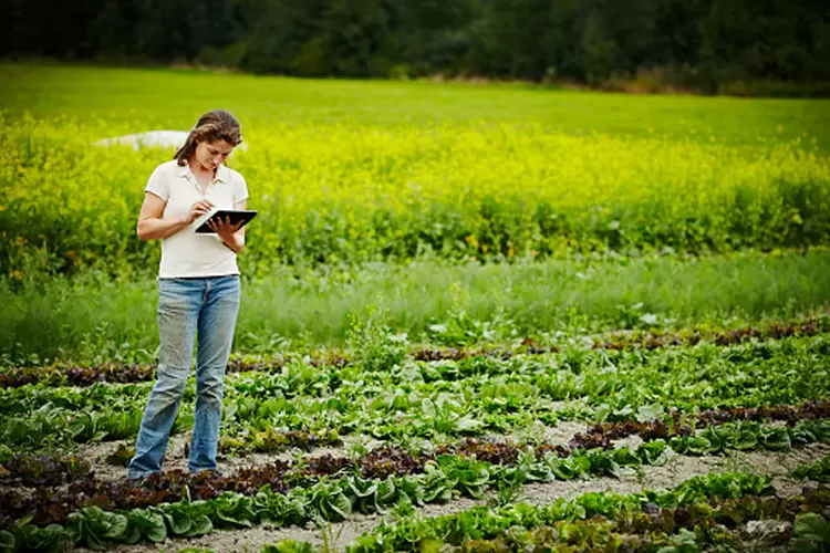 Cerca de 400 produtores rurais formam a carteira do banco Plantae (Getty Images/Getty Images)