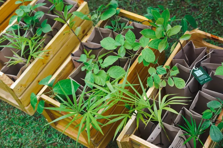 Mais de 400 mil mudas serão plantadas no estado (Bússola/Divulgação)