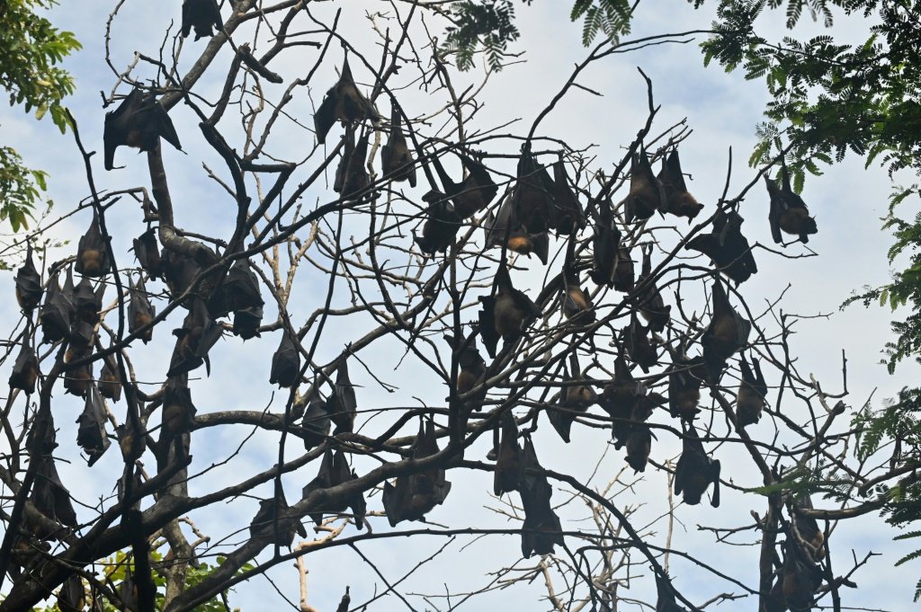 Morcegos em árvores: o mamífero é receptor natural do vírus ebola (Foto/AFP)