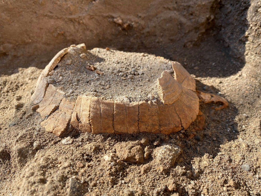 Petrificada para sempre: os restos de uma tartaruga descobertos nas ruínas de Pompeia, Itália, em uma imagem divulgada pelo sítio arqueológico (Foto/AFP)