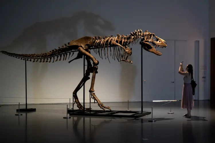 Os paleontólogos acreditam que era mais rápido e feroz do que seu primo mais conhecido, o T Rex (Alexi Rosenfeld/Getty Images)