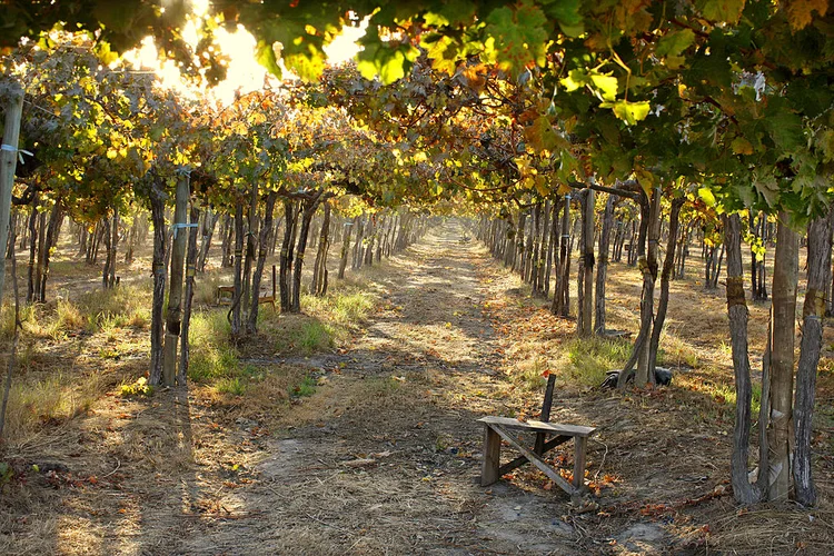 Grapevines, Chile (Photo by Hoberman Collection/Universal Images Group via Getty Images) (Hoberman Collection/Universal Images Group/Getty Images)