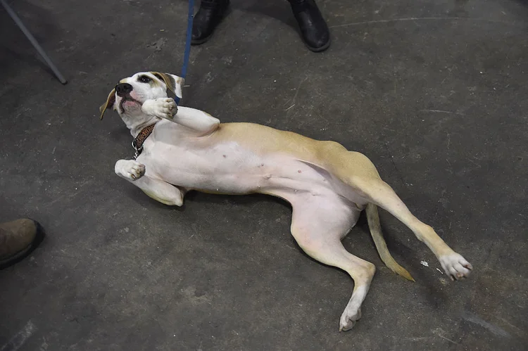 Fêmea da raça American Staffordshire Terrier durante evento AKC Meet The Breeds em Nova York, nos EUA (Gary Gershoff/WireImage/Getty Images)