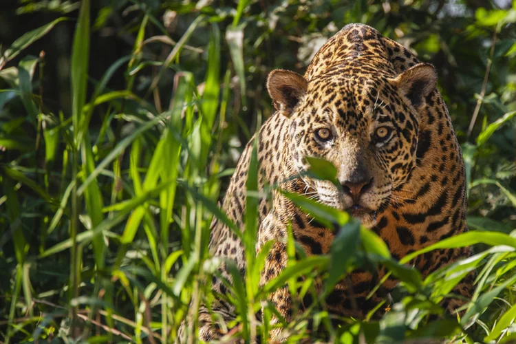 Pantanal: onça pintada é um dos animais ameaçados pelos incêndios na região (Jami Tarris/Getty Images)