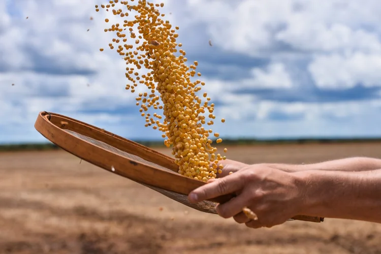 Agricultor peneirando grãos de soja (Lucas Ninno/Getty Images)