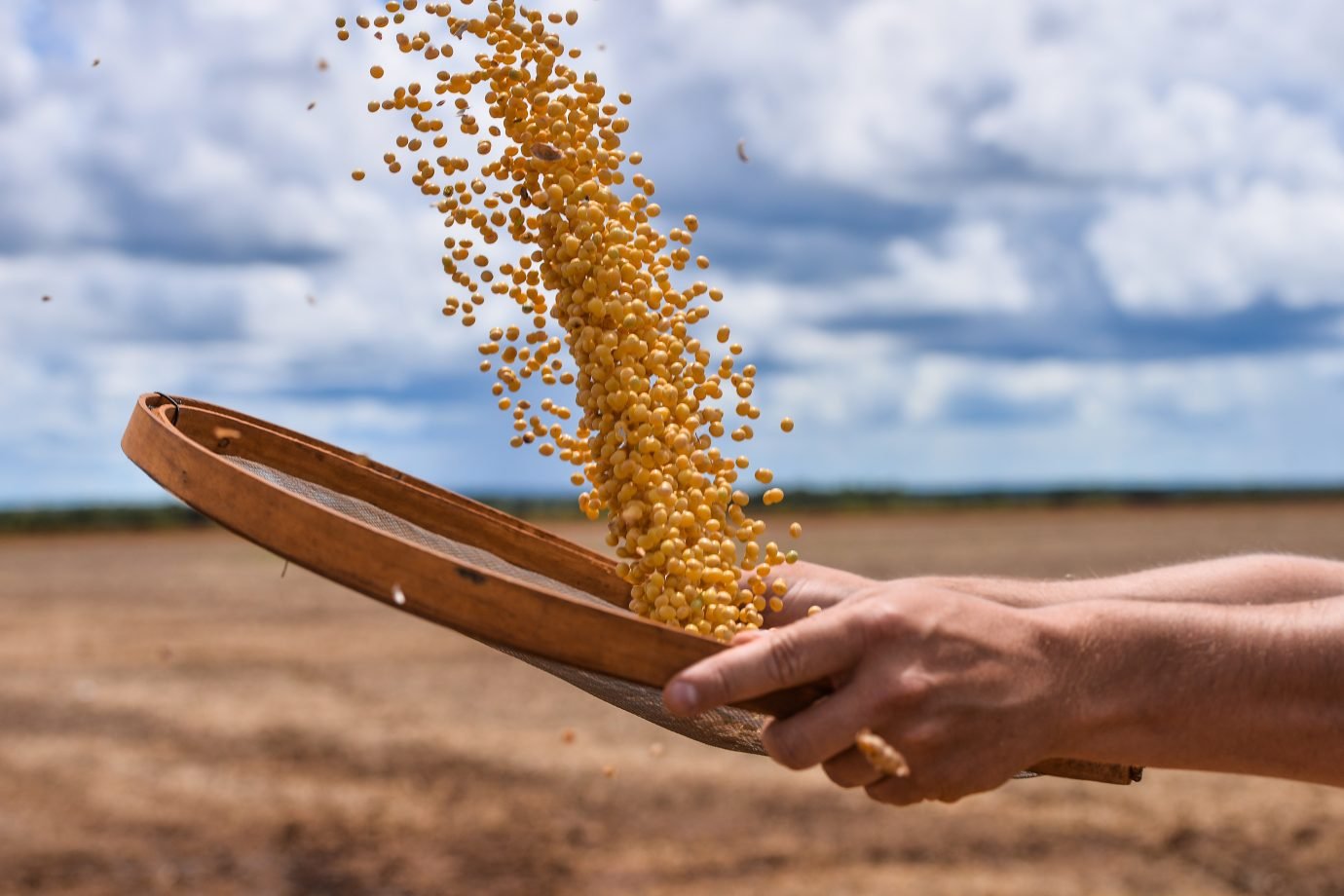 Male hands holding a sieve and throws up soybean grains.