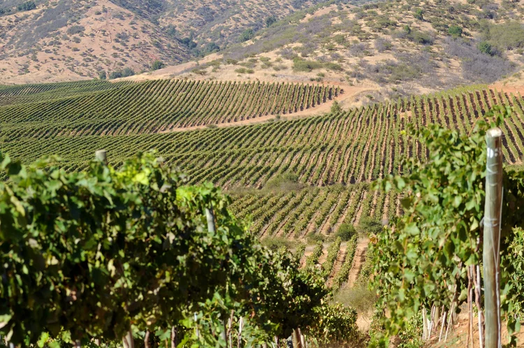 Concha Y Toro reforça compromisso com modelos sustentáveis de produção nos vinhedos (Concha Y Toro/Divulgação)