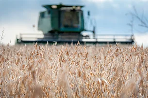 Supersafra faz agro crescer 12,2% e impulsiona PIB no 1º trimestre de 2025