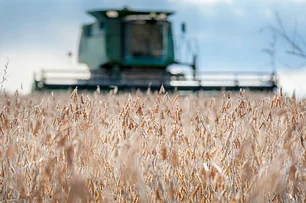 Imagem referente à matéria: Supersafra faz agro crescer 12,2% e impulsiona PIB no 1º trimestre de 2025