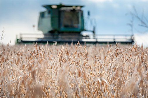 Colheita de soja nos EUA: grão teve a maior alta dos últimos 2 meses (Getty Images/Getty Images)
