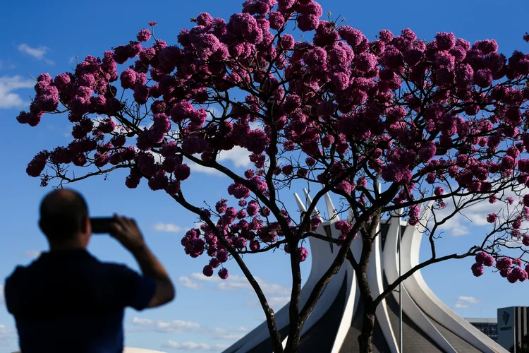 Ipê em Brasília: rotina de floração pode mudar (Marcelo Camargo/Agência Brasil)