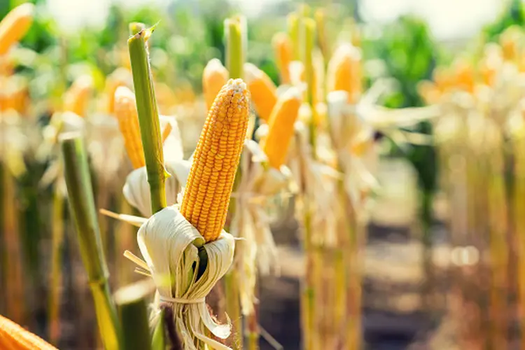 Colheita de milho: historicamente a commoditie apresenta correlação negativa com o Ibovespa e o CDI (Getty Images/Getty Images)