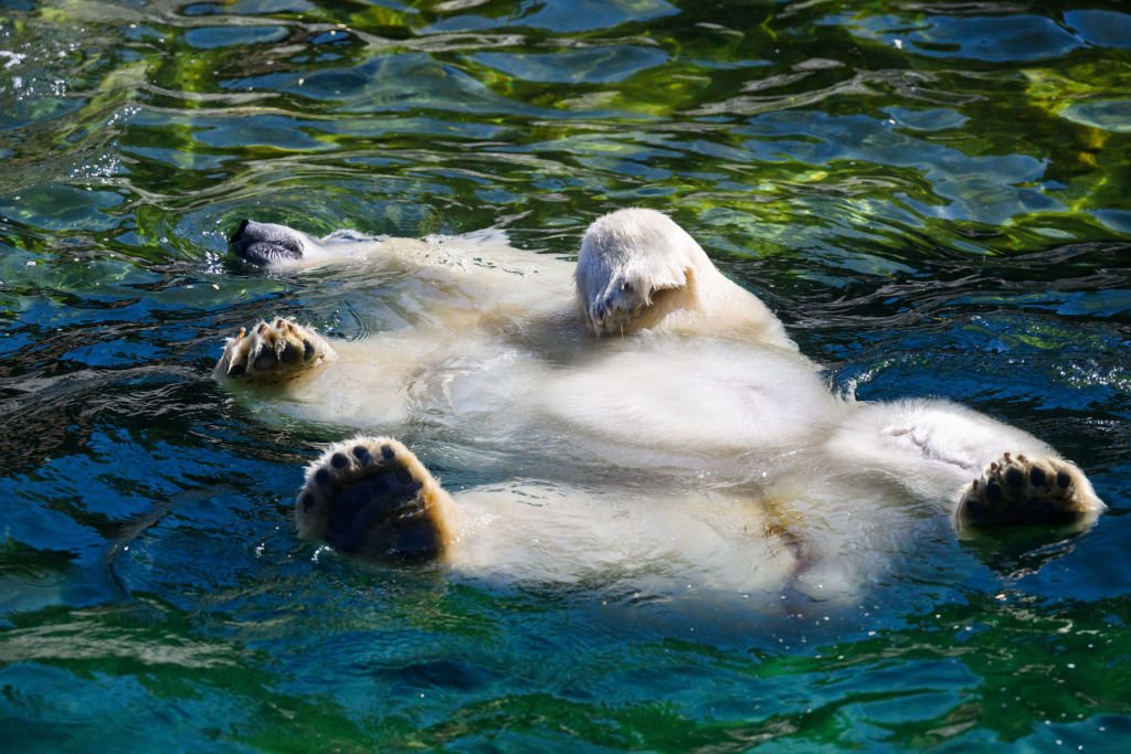 Urso polar se refresca em sua piscina no zoológico de Hanover, na Alemanha: onda de calor provocou mais de mil mortes na Europa (picture alliance / Colaborador/Getty Images)