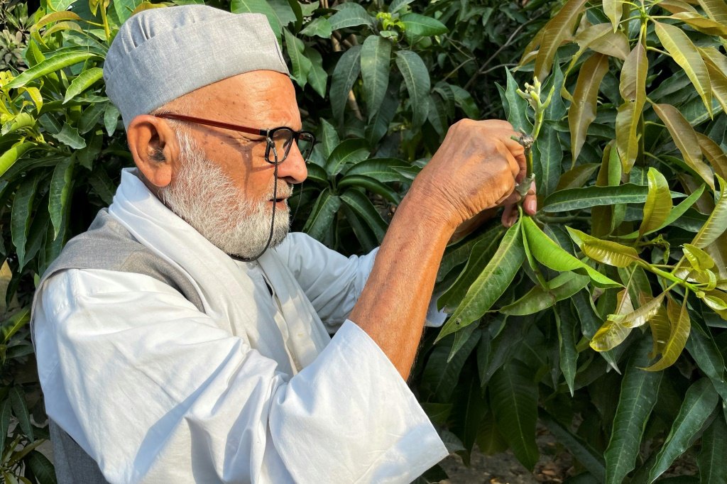 Kaleem Ullah Khan, de 82 anos: em frente a sua árvore de manga de 120 anos em Malihabad, Índia (Uzair RIZVI/AFP)