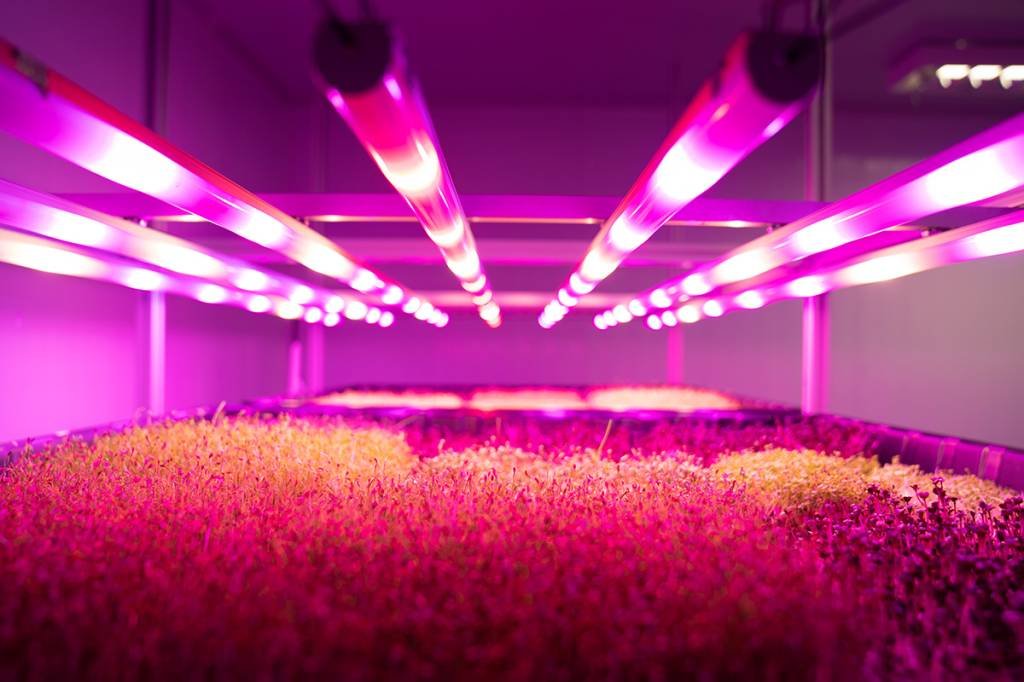 @danmagatti_pink_farms-1