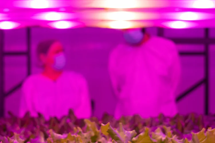 O “pink” do nome da Pink Farms se deve às luzes led cor-de-rosa usadas nas torres de cultivo, com diversos andares. (Dan Magatti/Pink Farms/Divulgação)