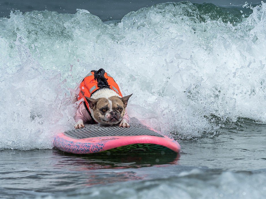 Participação dos cães é gratuita e evento é aberto ao público (World Dog Surfing/Reprodução)
