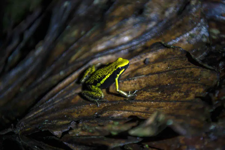 A União Internacional para a Conservação da Natureza (IUCN) tem atualmente cerca de 150.000 registros em sua Lista Vermelha de espécies ameaçadas, incluindo cerca de 41.000 espécies ameaçadas de extinção (ERNESTO BENAVIDES/Getty Images)