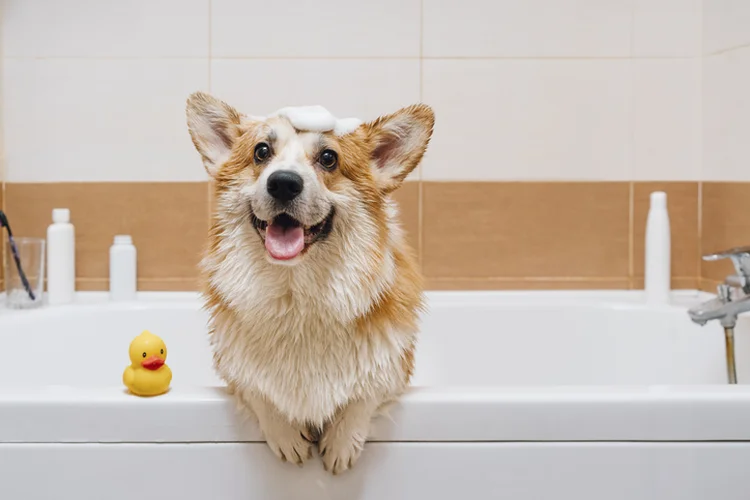 Cachorro corgi: após morte de Elizabeth II, preço da raça bate recorde no Reino Unido (Westend61/Getty Images)