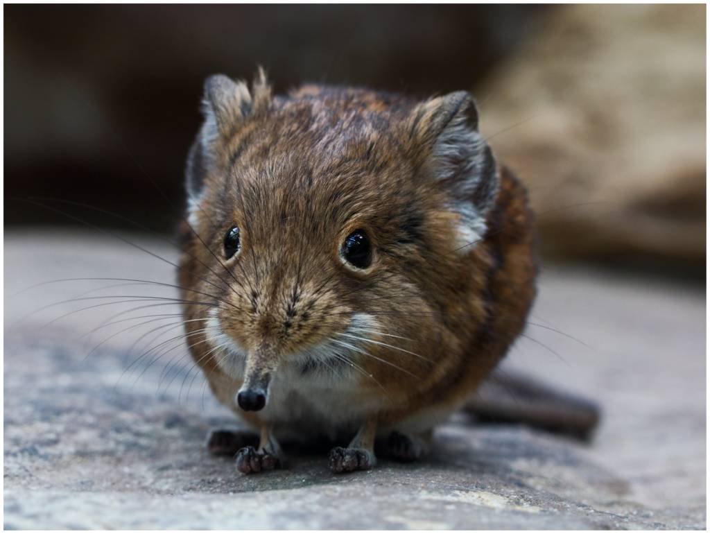 Musanhos, da família Soricidae: animais de pequeno porte e de hábitos insetívoros (Regina Hoenes Photography/Getty Images)