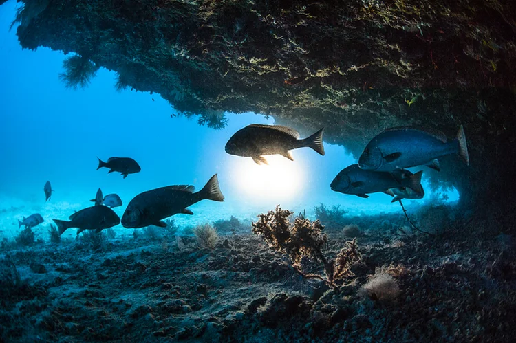 Efeitos: desoxigenação dos oceanos compromete nutrientes, importantes para a vida marinha (Giordano Cipriani/Getty Images)