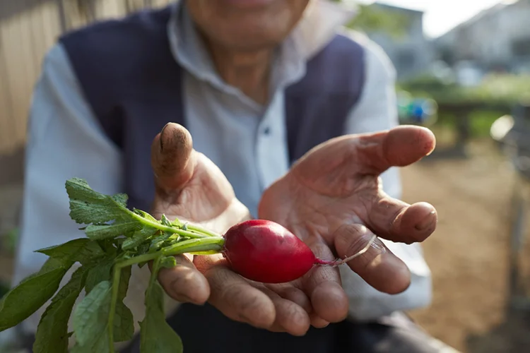 Farm to fork: movimento está associado à compra de alimentos de produtores locais, para que cheguem ao consumidor em menor tempo e com propriedades nutricionais preservadas (Yoshiyoshi Hirokawa/Getty Images)