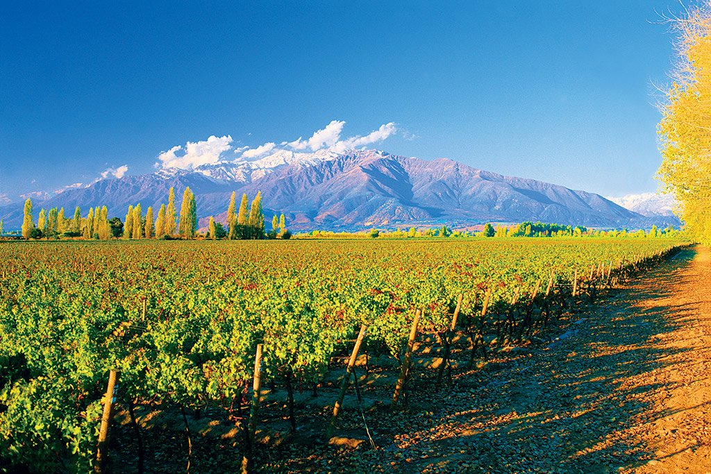 Vinhedo do Don Melchor, no Chile: vinhos com boa pontuação no índice James Suckling e preço de 1.349 reais na safra de 2019 (Divulgação/Divulgação)