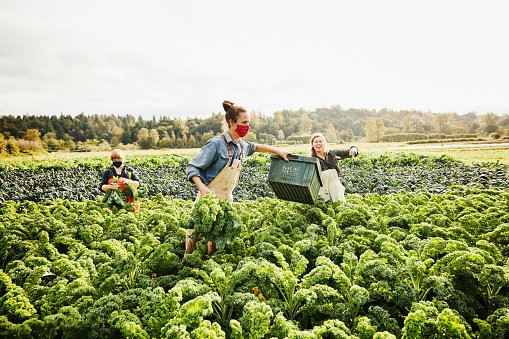 UM AGRICULTOR, BUSCANDO O AUMENTO DA PRODUTIVIDADE DE SUA ()