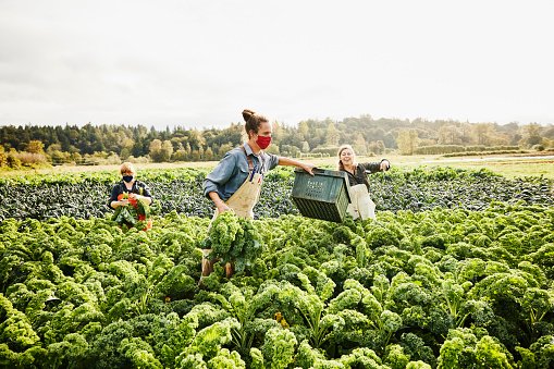 Mulheres são 16% da mão de obra do agro