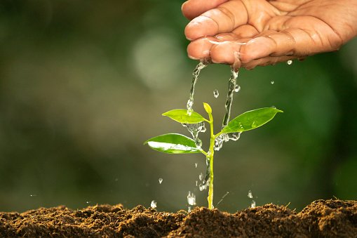 Investidor de olho no agronegócio: conheça principais oportunidades em setor seguro e promissor