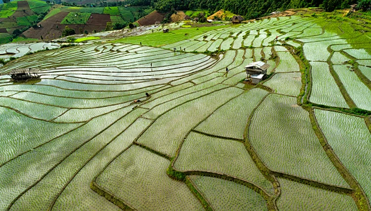 Cultivo de arroz na Índia: falta de chuva prejudica lavouras (Getty Images/Getty Images)