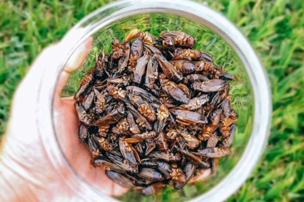 Os insetos já são alimento para mais de 2 bilhões de pessoas (Hakkuna/Divulgação)