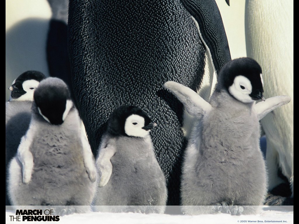  (A Marcha dos Pinguins/Reprodução)