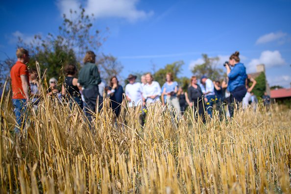 Nova variedade de milho: adaptação às mudanças climáticas (Klaus-Dietmar Gabbert/picture alliance via Getty Images/Getty Images)