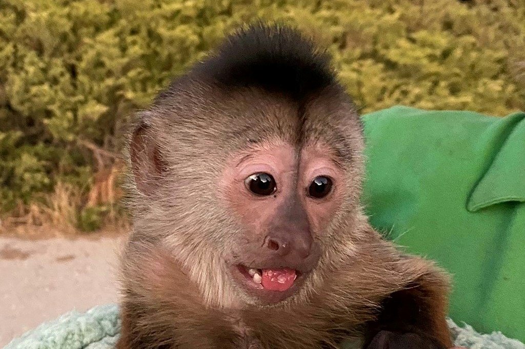 Macaco em zoológico faz ligação emergencial e confunde policiais