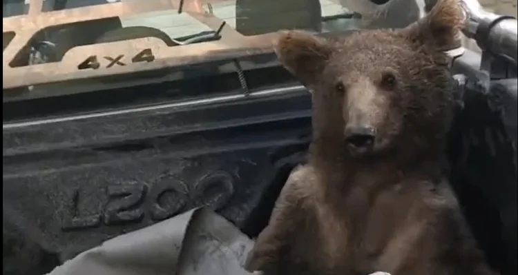 Doido de mel: urso é resgatado na Turquia após ingerir mel alucinógeno (Captura de tela/Reprodução)