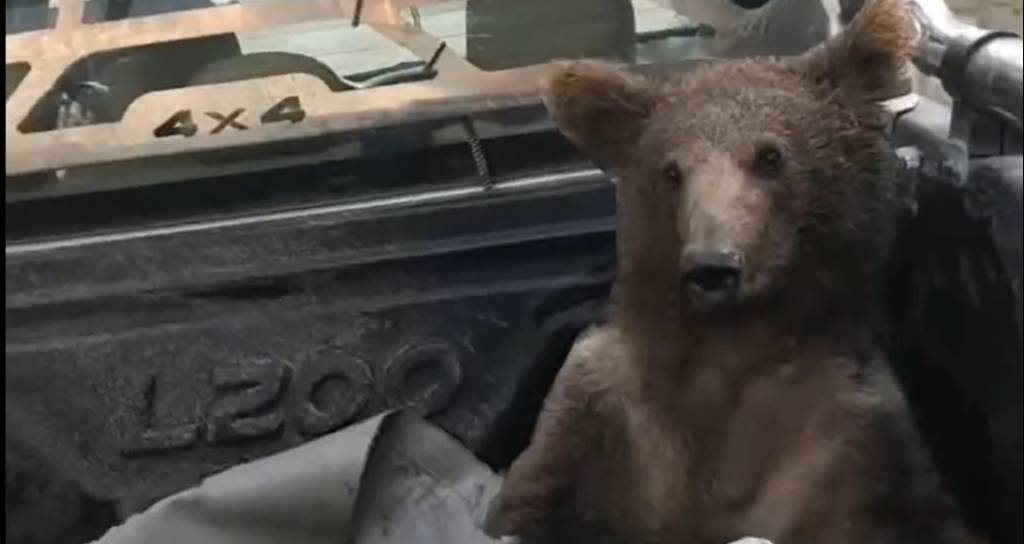 Ursa é resgatada após comer mel alucinógeno na Turquia