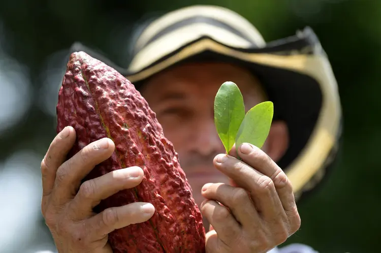 Cozinheiro espalha o pó da folha que é a matéria-prima da cocaína, droga que alimenta o conflito armado na Colombia (RAUL ARBOLEDA/Getty Images)