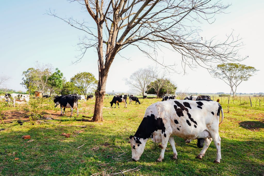 Pecuária de leite: RúmiCash pretende emprestar R$ 200 milhões em 2023 para pecuaristas  (Rafael Henrique/SOPA Images/LightRocket/Getty Images)