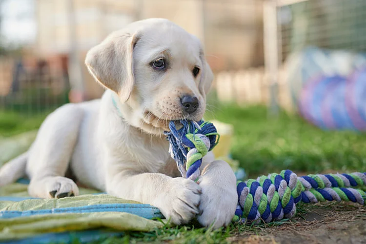 Filhote de labrador (Uwe Krejci/Getty Images)