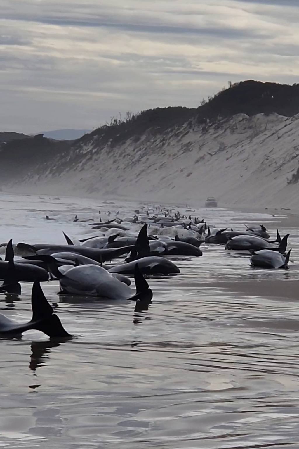 O grupo de baleias foi encontrado na região de Porto de Macquarie, na Tasmânia (Huon Aquaculture/Getty Images)