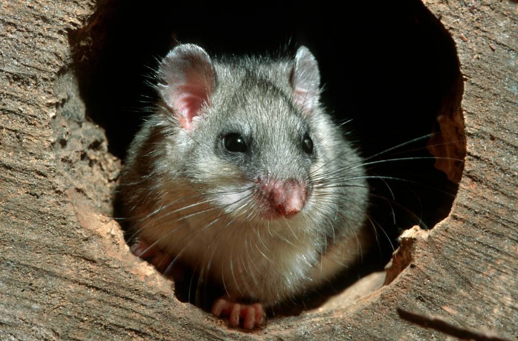 Esse vírus é encontrado em animais roedores das espécies Akodon sp e Oligoryzomys sp, tradicionalmente conhecido por “rato da mata’ e “ratinho do arroz” (Arterra/Getty Images)