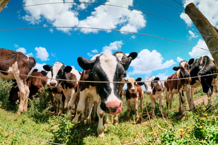 Rancho nos arredores de Maldonado, no Uruguai: Cerca de 11,8 milhões de vacas são engordadas em pastagens que cobrem mais da metade do país sul-americano, que tem 3 cabeças de gado para cada habitante (ElOjoTorpe/Getty Images)
