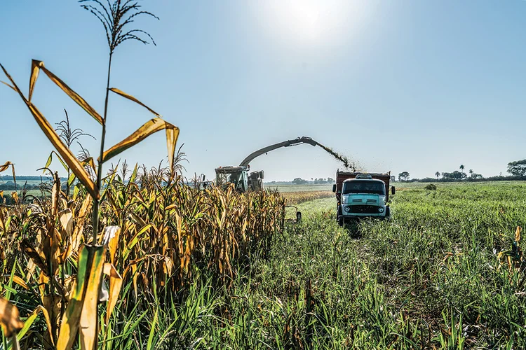 Colheita no campo: o agronegócio fechou o ano com a maior participação no PIB desde 2004 (Alexis Prappas/Exame)