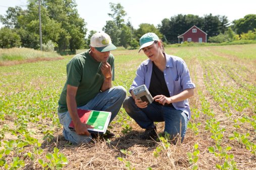 Soja americana perde competitividade para grão produzido no Brasil