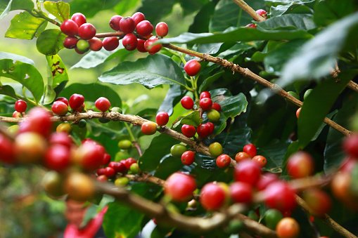 Produção de café: Brasil se recupera (Getty Images/Getty Images)